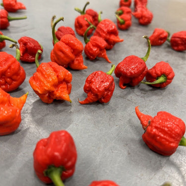Carolina Reaper Pepper Seeds | HP22B - The Pepper Pantry (Formerly Marie Sharp's)